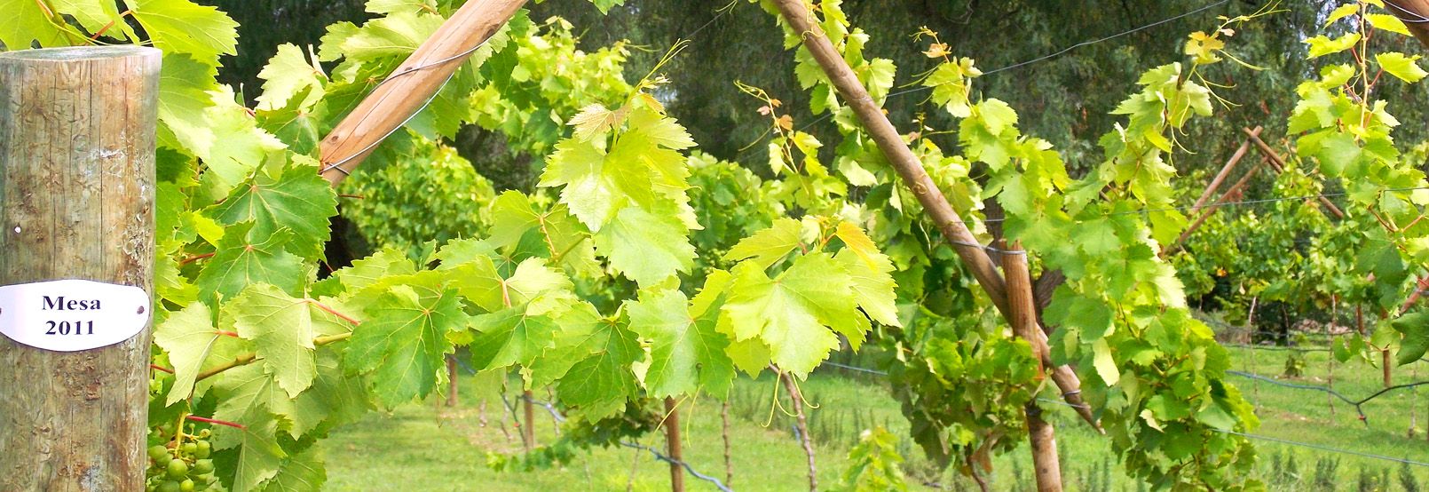 CIRCUITO DEL VINO EN GUANAJUATO